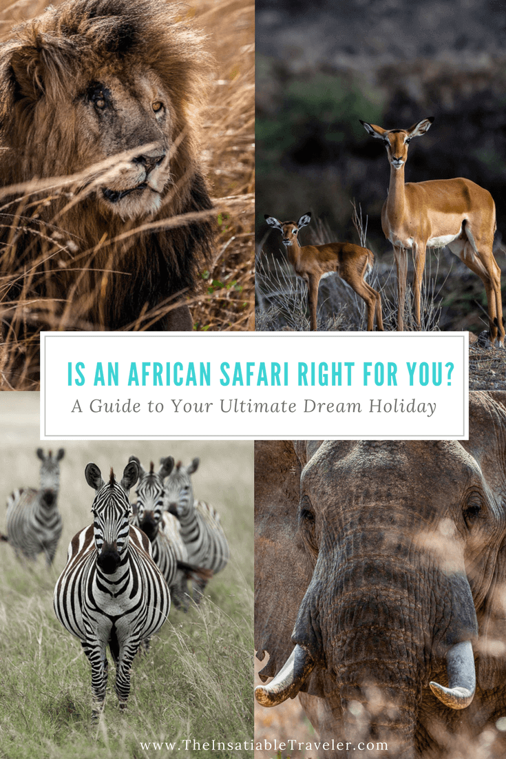 An African Safari is it Right for You- A Guide to an Ultimate Dream Holiday - Safar - African safari- Travel - Kenya - Botswana - Namibia - Tanzania - South Africa. (1)