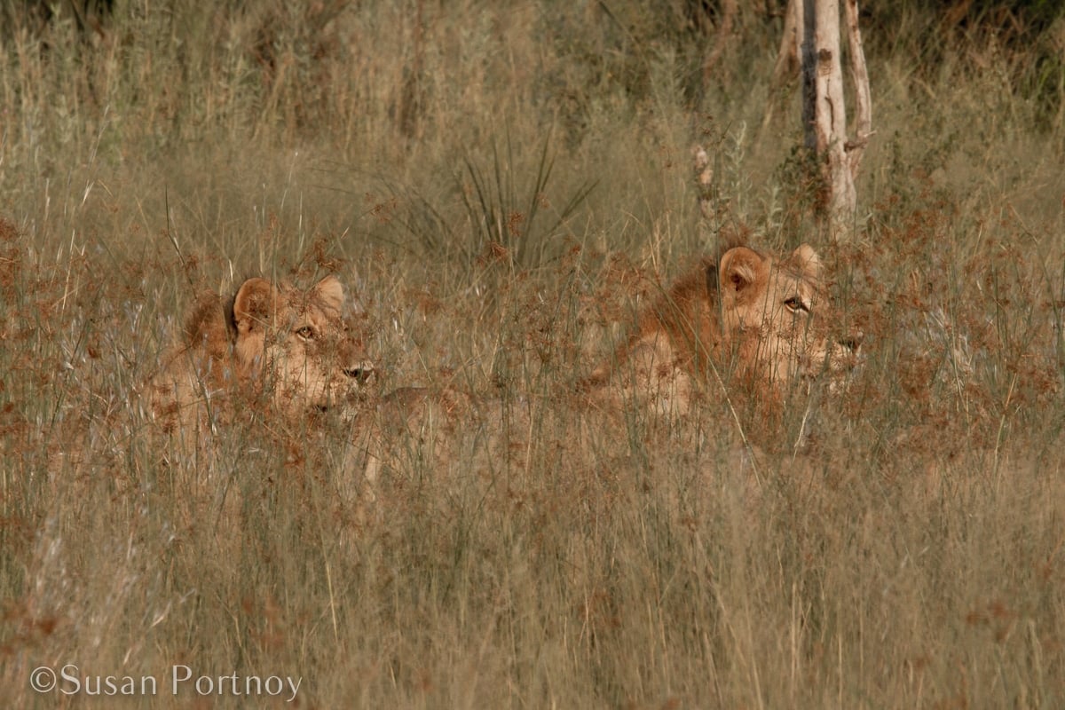 Two male lions almost hidden by high grass at sunrise, Okavango Delta, Botswana--An African Safari is it Right for You? A Guide to an Ultimate Dream Holiday --The Insatiable Traveler