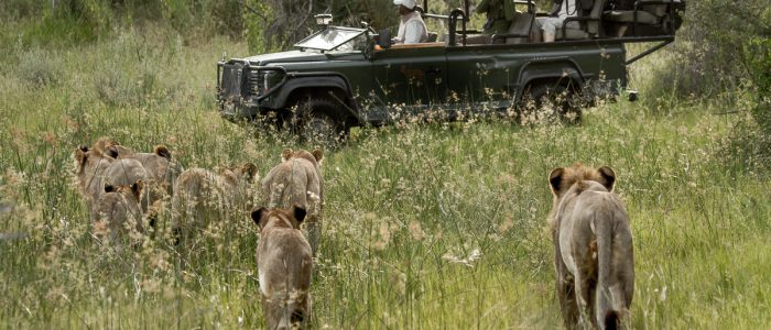 Lions heading toward a woman in a vehicle taking their pictureAfrican Photo Safaris