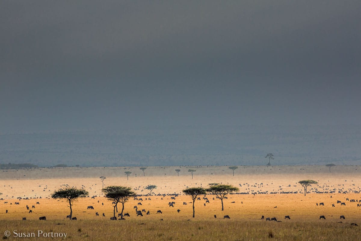 Stunning Silhouette Photos Guaranteed to Inspire Your Travels- trees after a rain on the Masai Mara
