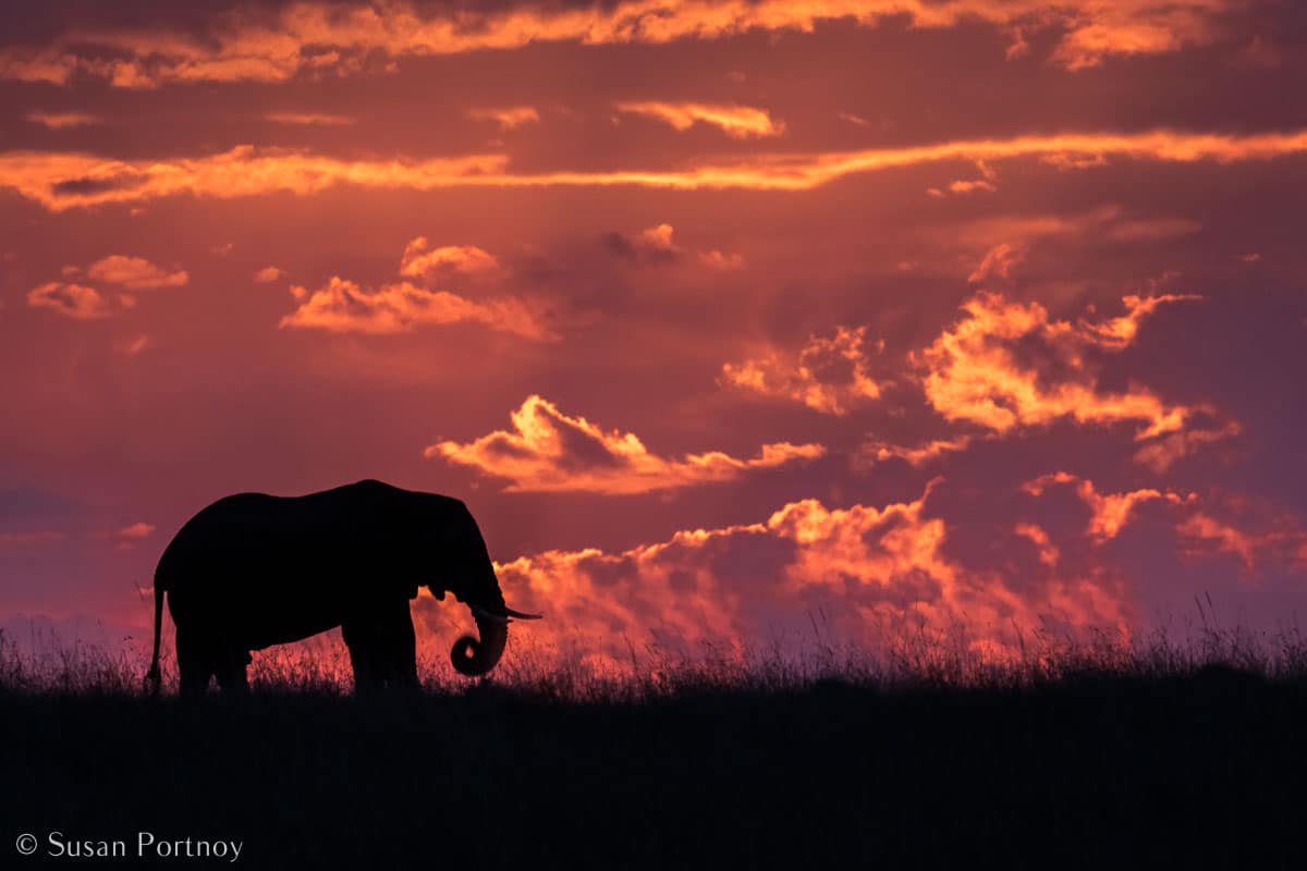 Stunning Silhouette Photos Guaranteed to Inspire Your Travels-Elephant in silhouette against pink sunset sky
