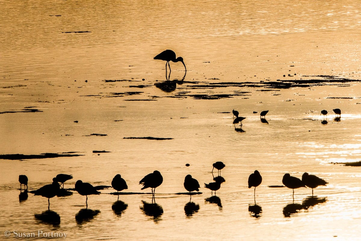 Stunning Silhouette Photos Guaranteed to Inspire Your Travels-Egrets in the water at Ding Darling Wildlife Reserve on Sanibel Island in Florida.