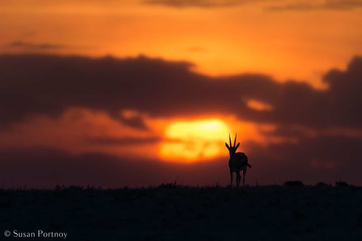 Stunning Silhouette Photos Guaranteed to Inspire Your Travels-A springbok in silhouette on a ridge in the Masai Mara at sunset.