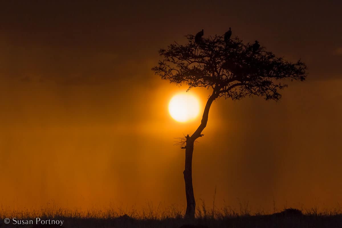 Stunning Silhouette Photos Guaranteed to Inspire Your Travels-Vultures on an acacia tree in the Masai Mara.