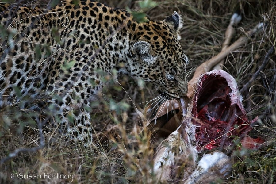 Leopard eating an impala in Timbavati, South Africa