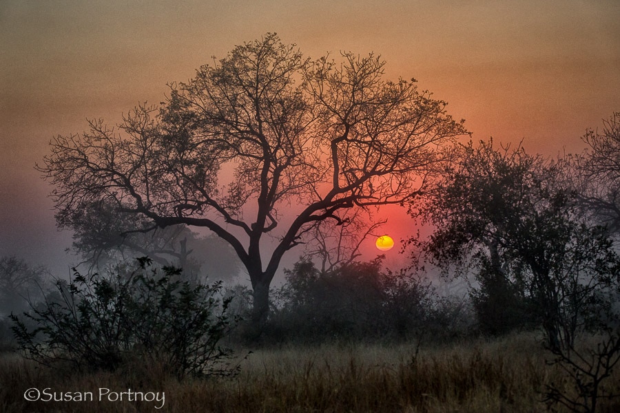 Sunrise in Timbavati, South Africa