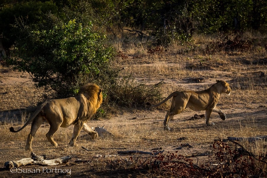 Male lion chasing a female lion in Timbavati, South AFrica
