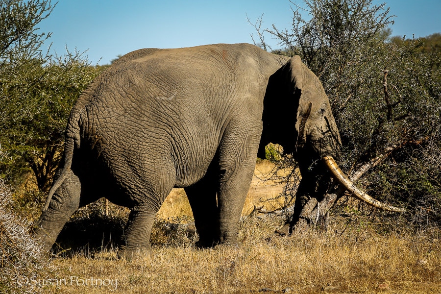 Big elephant in Timbavati, South AFrica