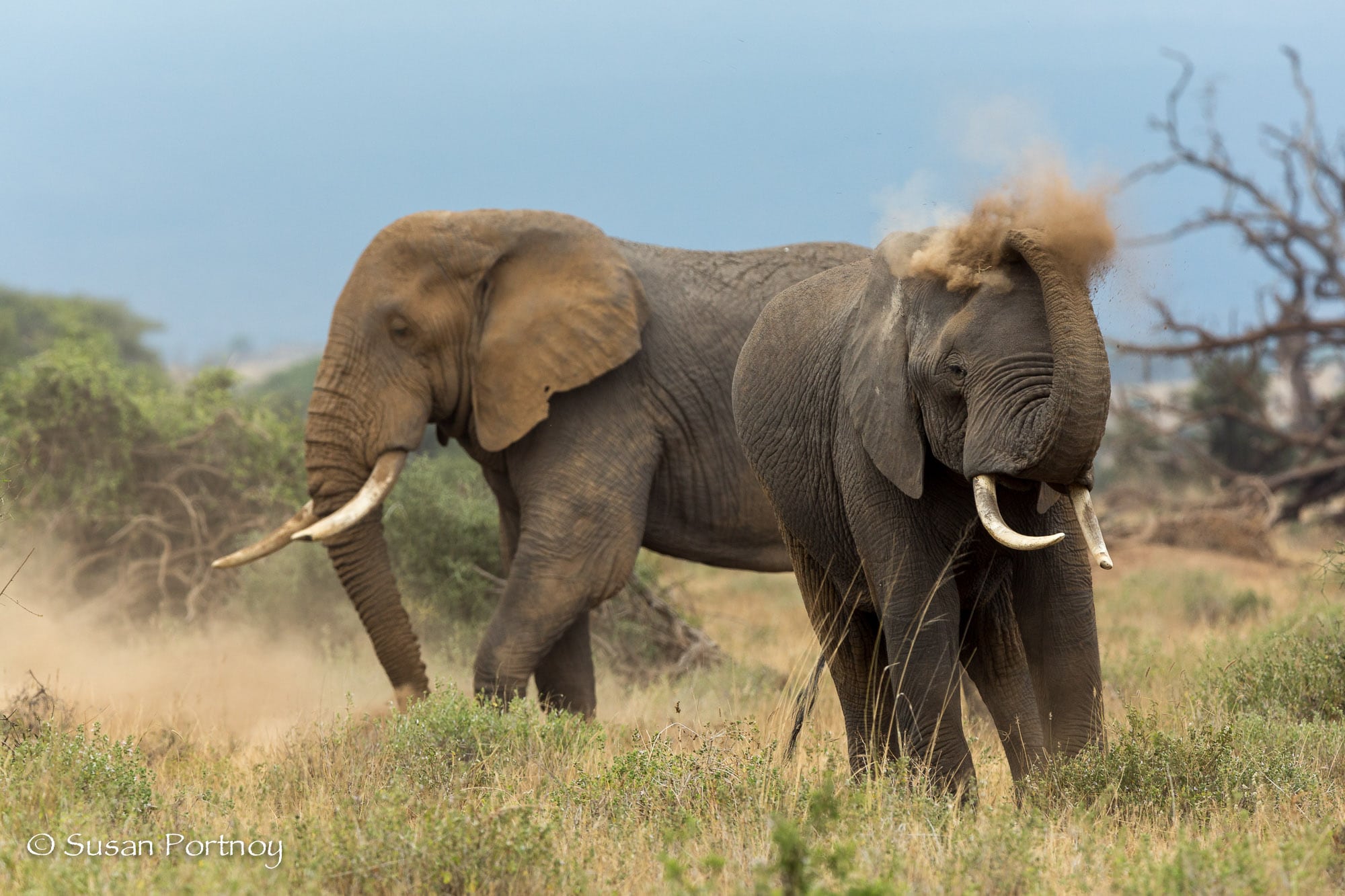 Elephant dusts himself in Amboseli, Kenya
