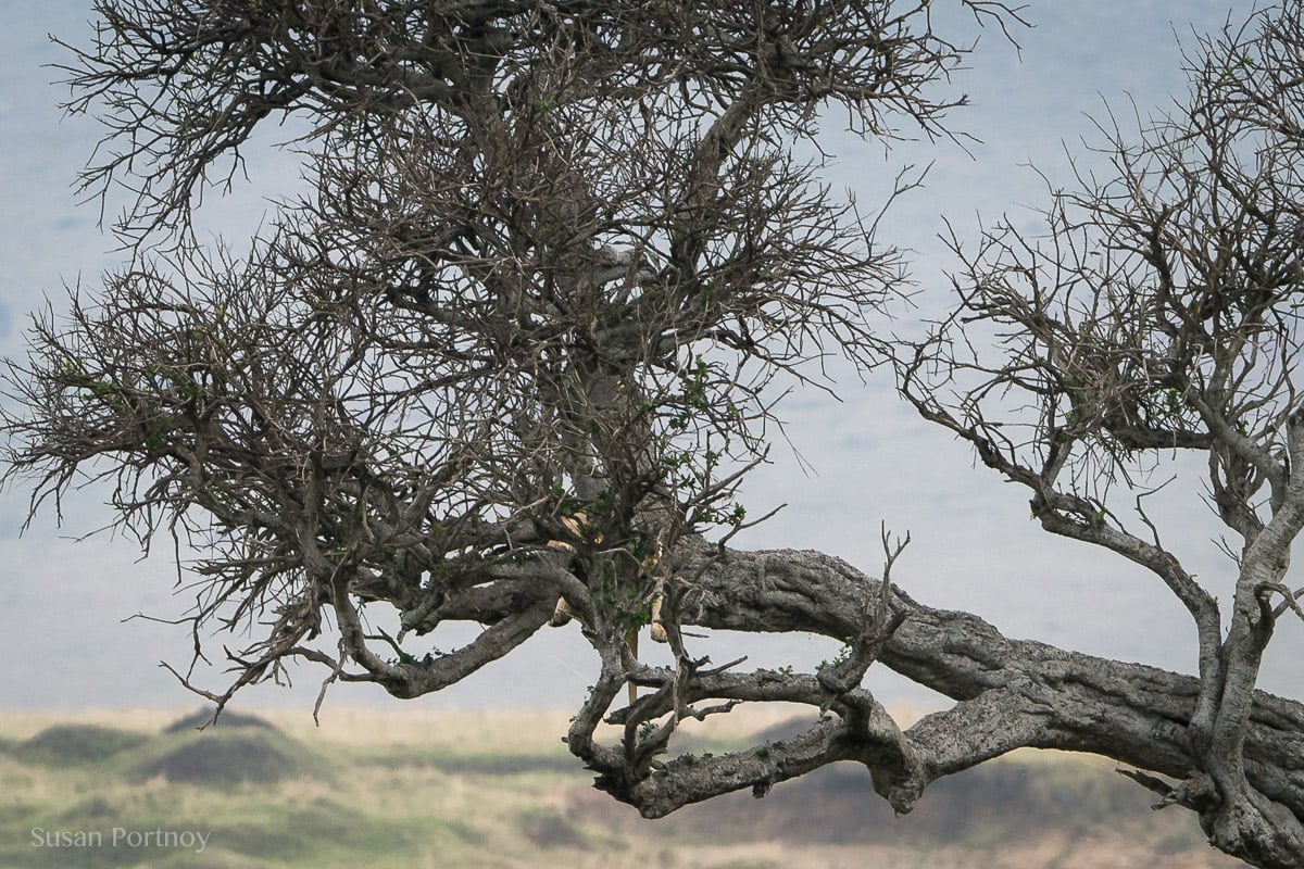 Lion hidden in at tree in the Masai Mara, Kenya, The Insatiable Traveler