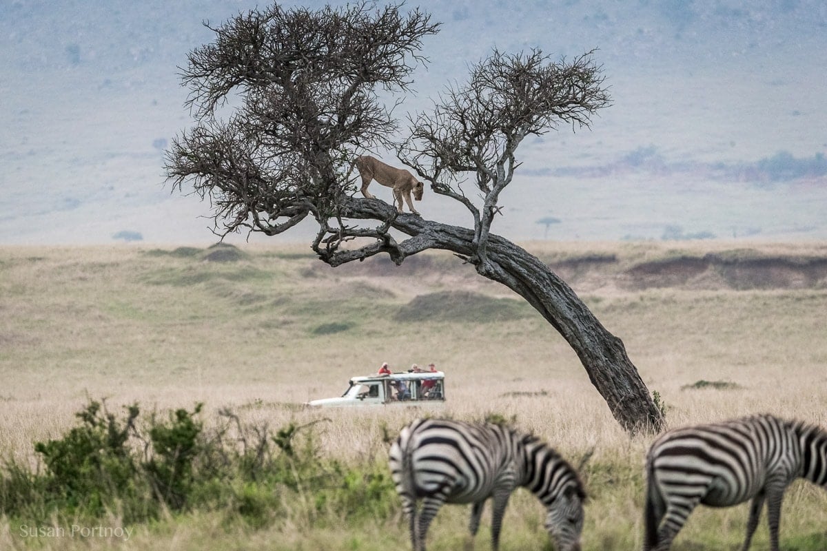 Lion in at tree in the Masai Mara, Kenya, The Insatiable Traveler