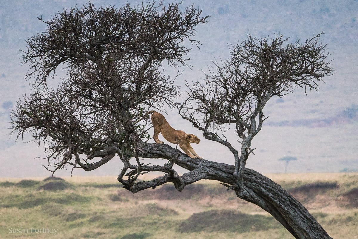 Lion in at tree in the Masai Mara -0555