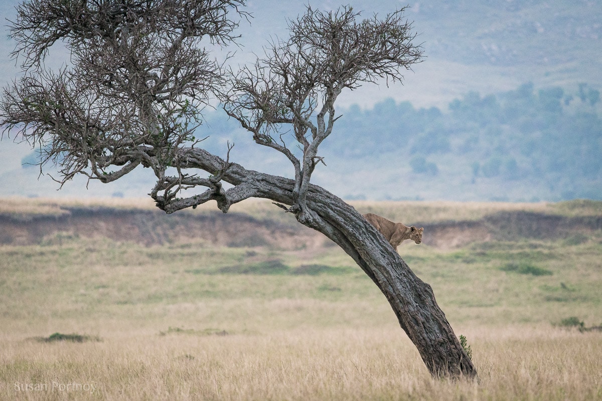 Lion in at tree in the Masai Mara, Kenya, The insatiable Traveler