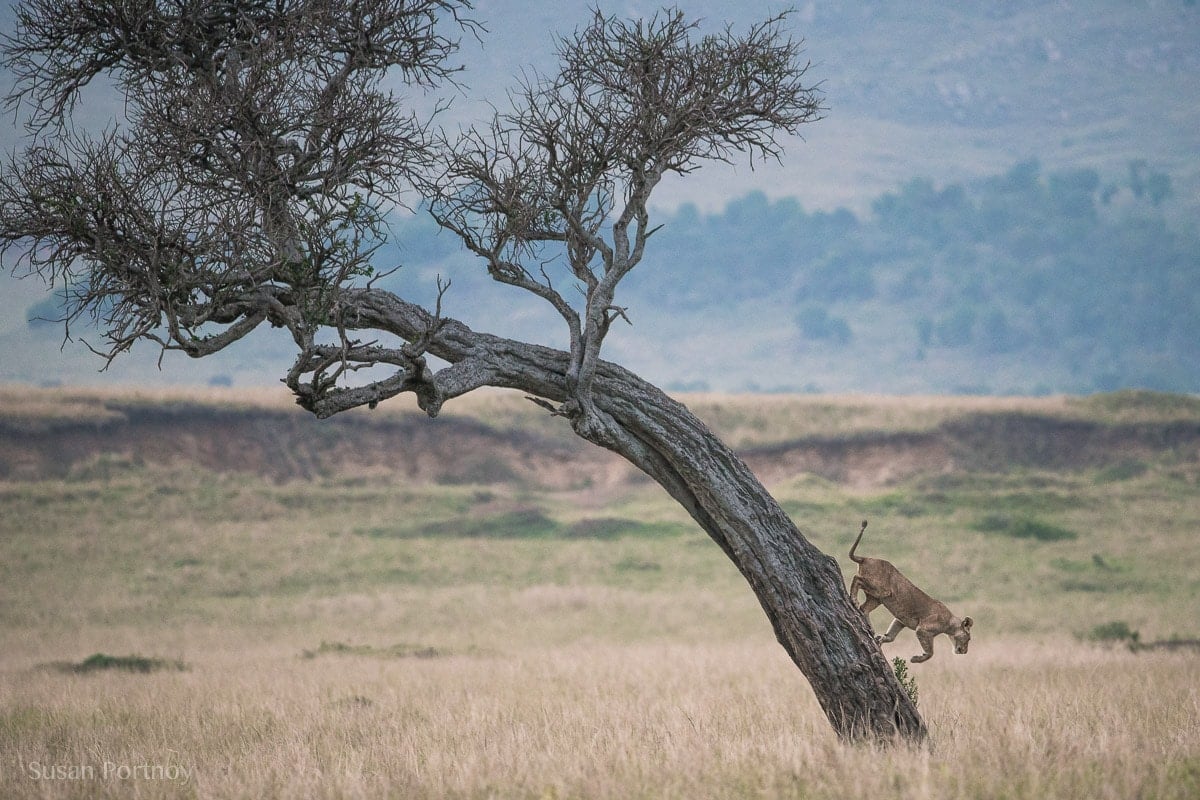 Lion in at tree in the Masai Mara, Kenya, The insatiable Traveler