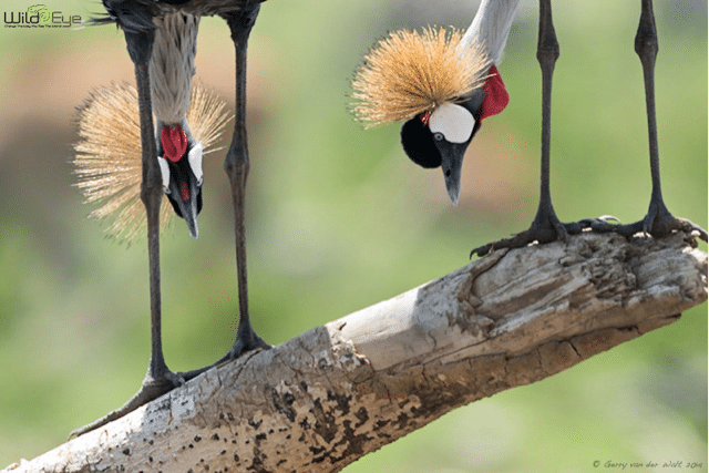 Photo by Gerry van der Walt