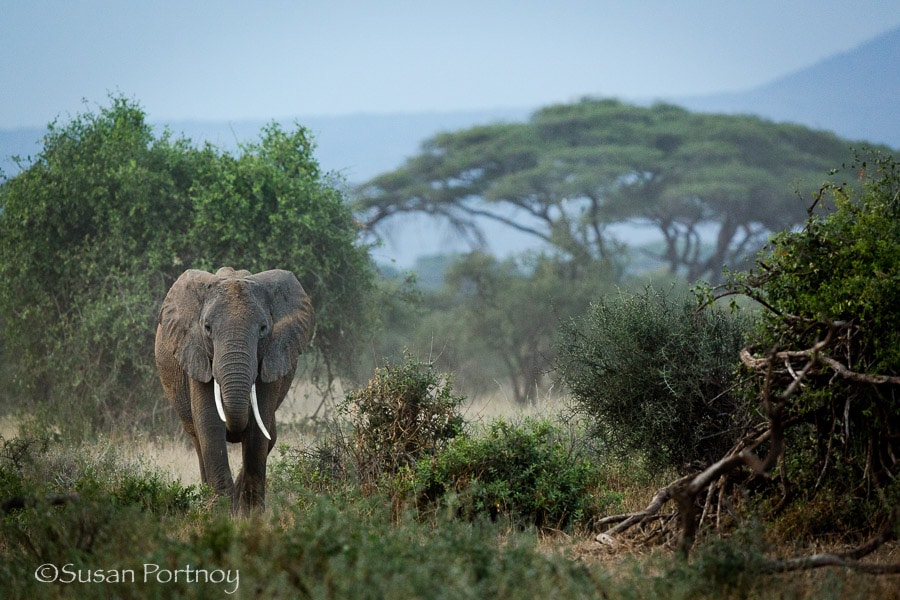 One elephant in the acacia forest in Amboseli, Kenya