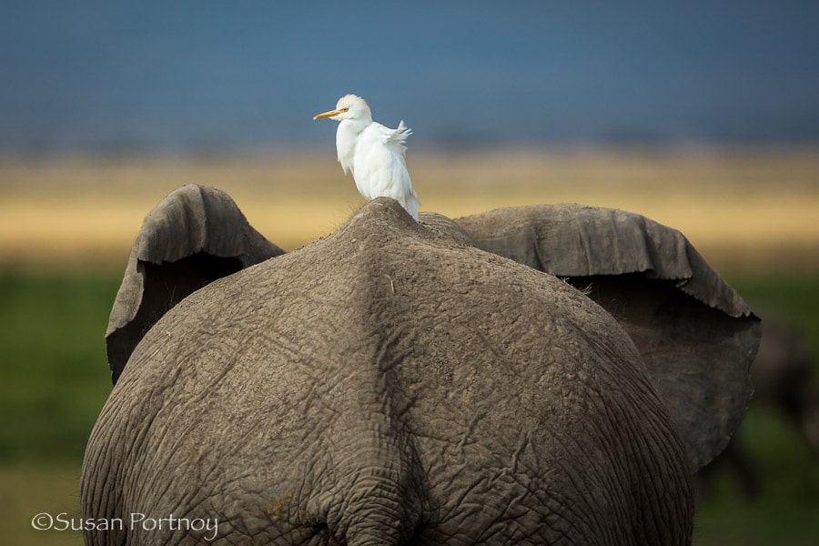 Elephant butt and Egret in Amboseli, Kenya