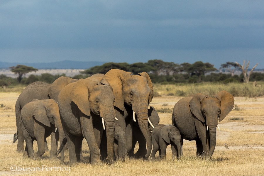 Elephant herd in Amboseli, Kenya