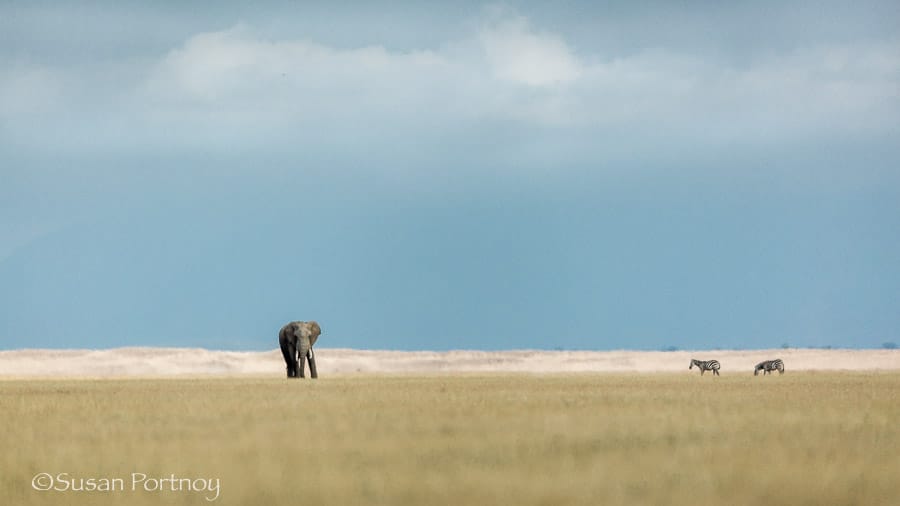 An elephant many hundreds of yards away on Amboseli Lake in Kenya