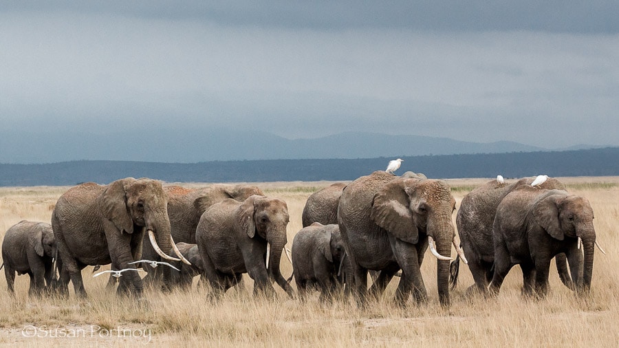A herd with over 80 members walks across a dry plain in Amboseli, Kenya