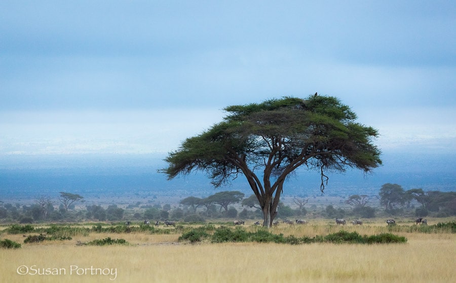 single acacia tree in Amboseli, Kenya