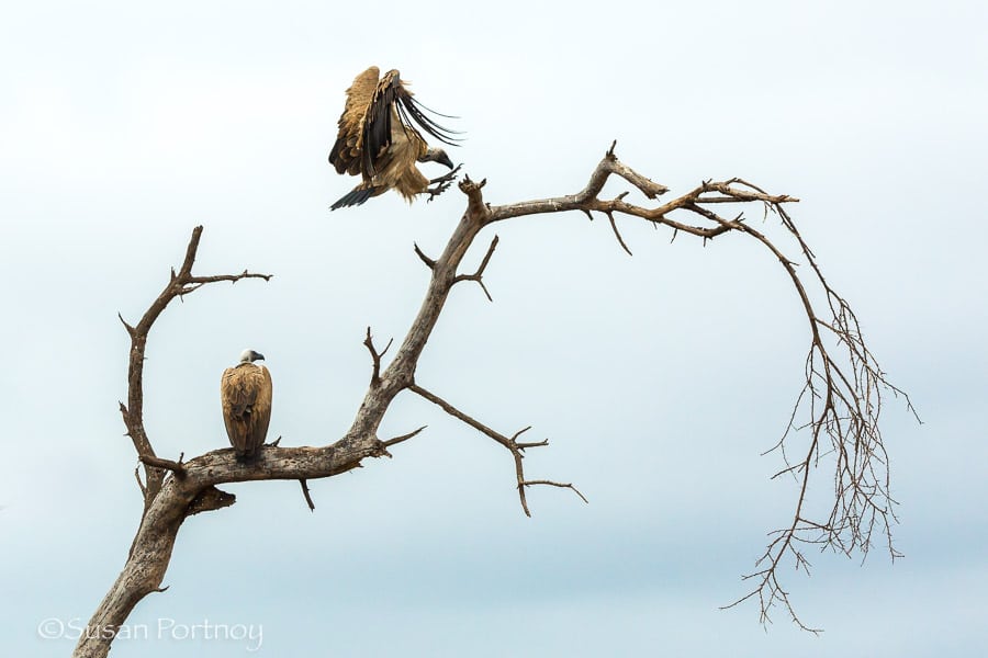 Vultures flying to a tree in Amboseli, Kenya