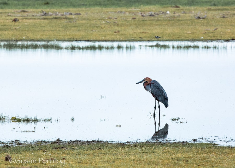A crane alone in a watering hole in Amboseli, Kenya