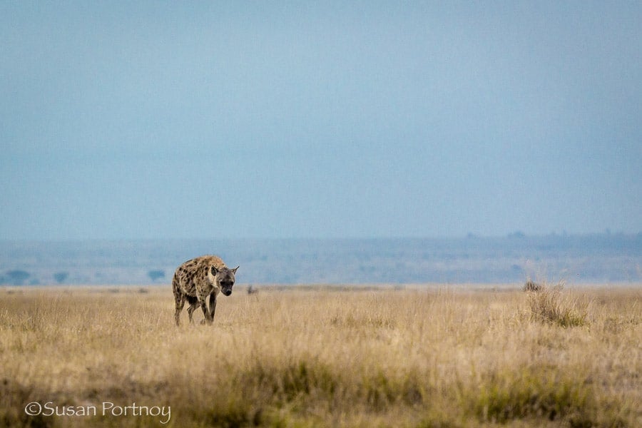 A spotted hyena walks towards its den in the high grass in Amboseli, Kenya
