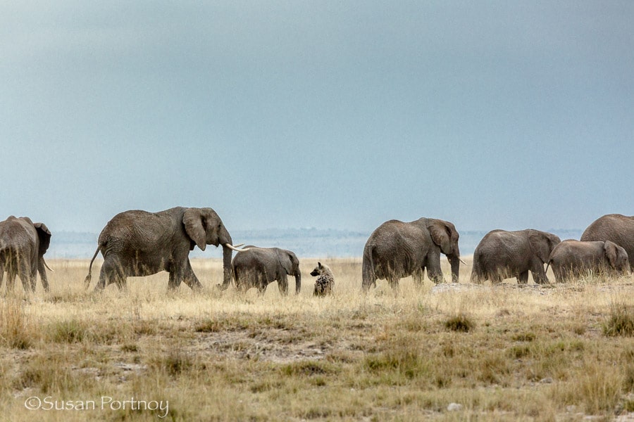 Elephants pass by a hyena in Amboseli, Kenya