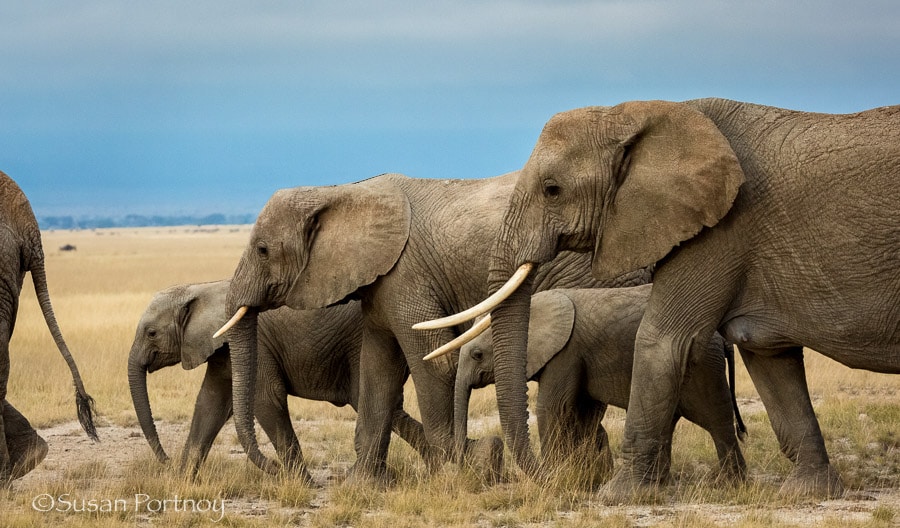 Elephant herd in Amboseli, Kenya