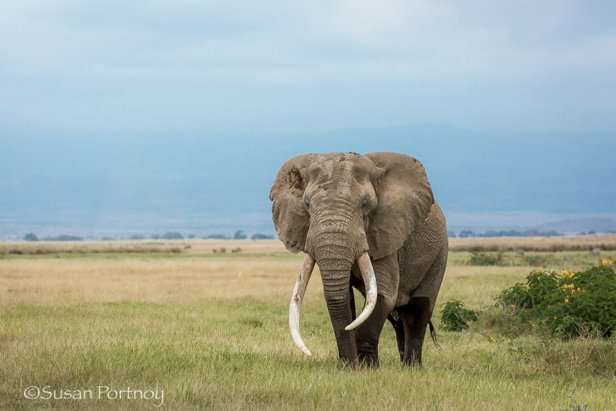 Giant bull elephant in Amboseli, Kenya