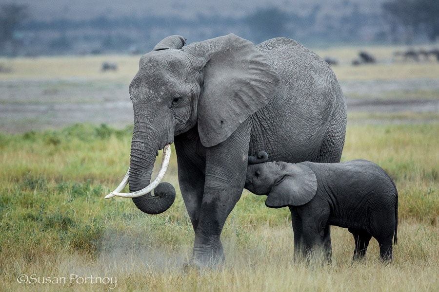 A young elephant calf nurses from its mother in Amboseli, Kenya