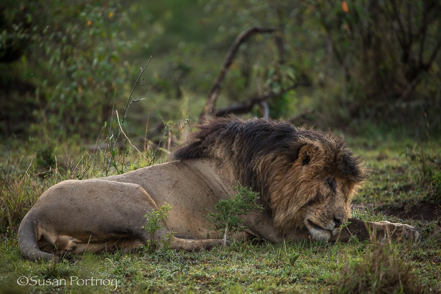 Scar the lion in the Masai Mara, Kenya Photographing Scarface the lion in the Masai Mara