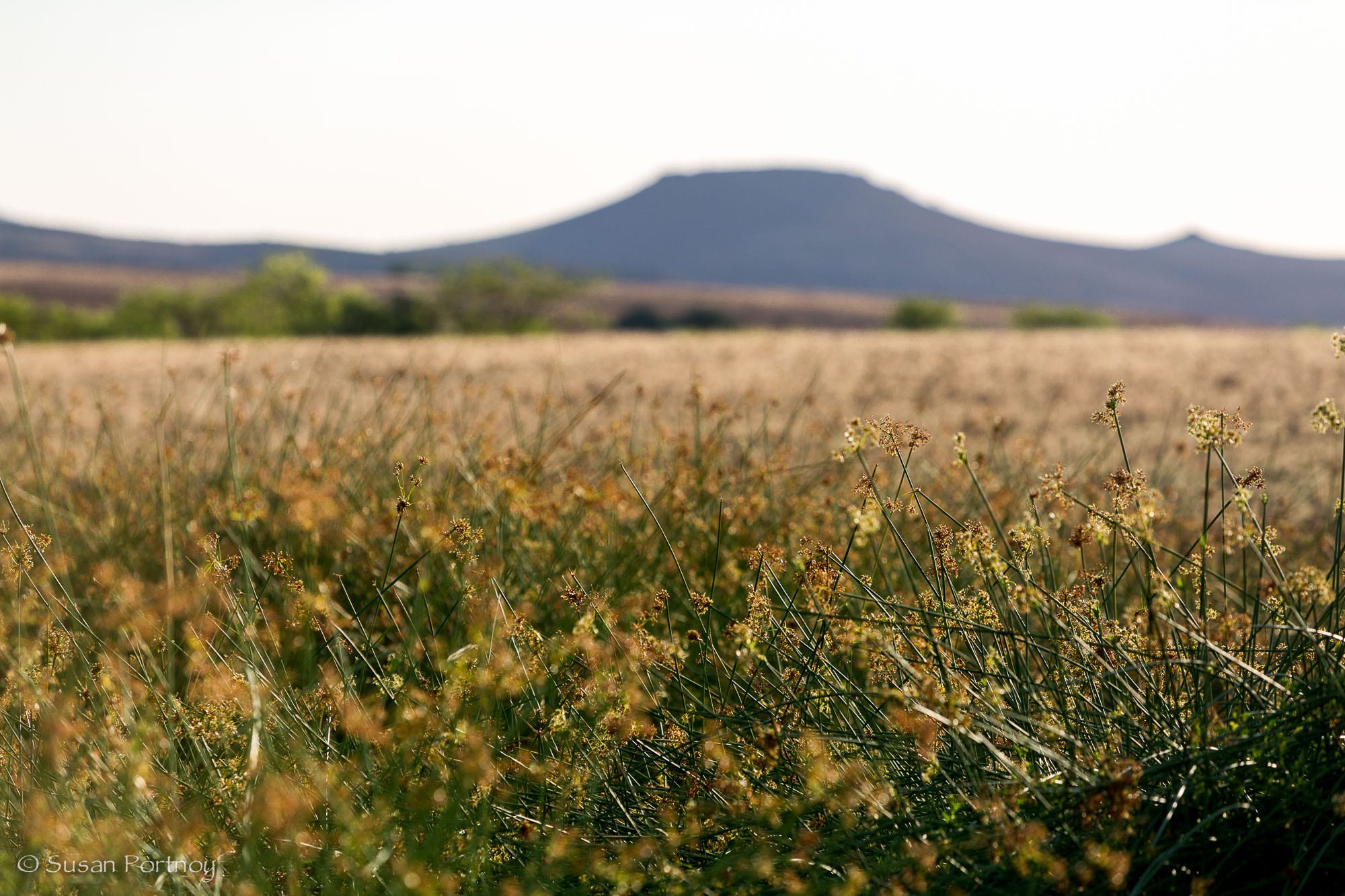 A small patch of high grass near Desert Rhino Camp in Namibia
