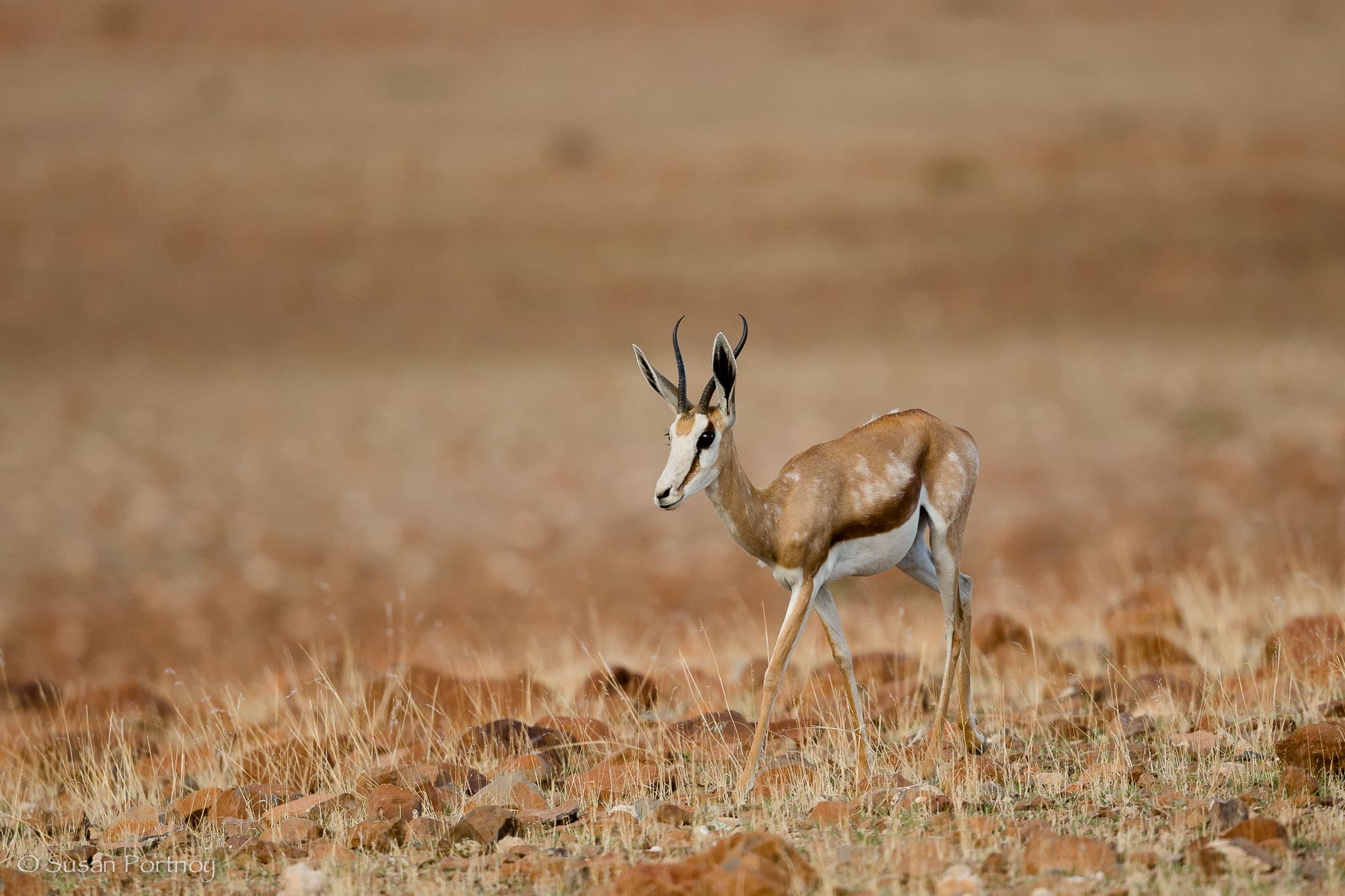 Sprinbok near Desert Rhino Camp in Namibia