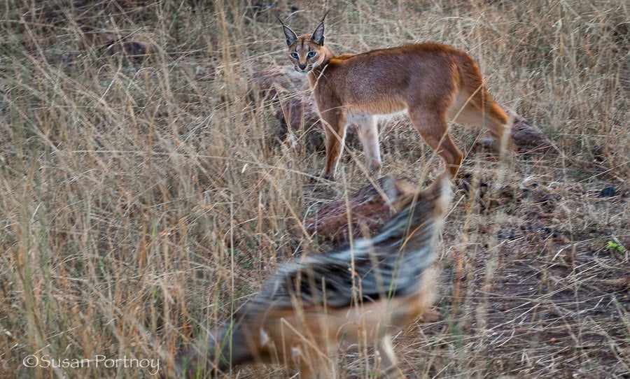 photogrpahing a pangolin and a caracal in the mara mara 1 2 the caracal size