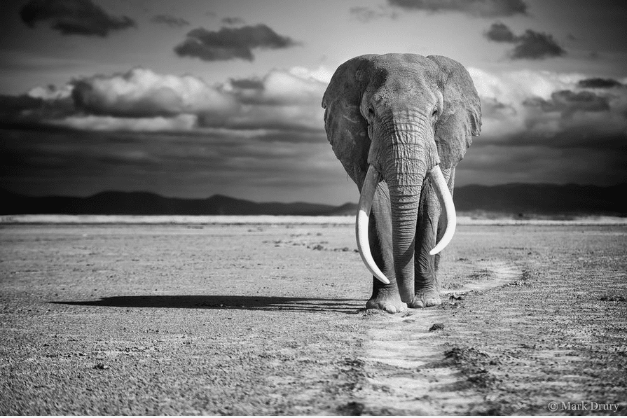 Photo: Mark Drury