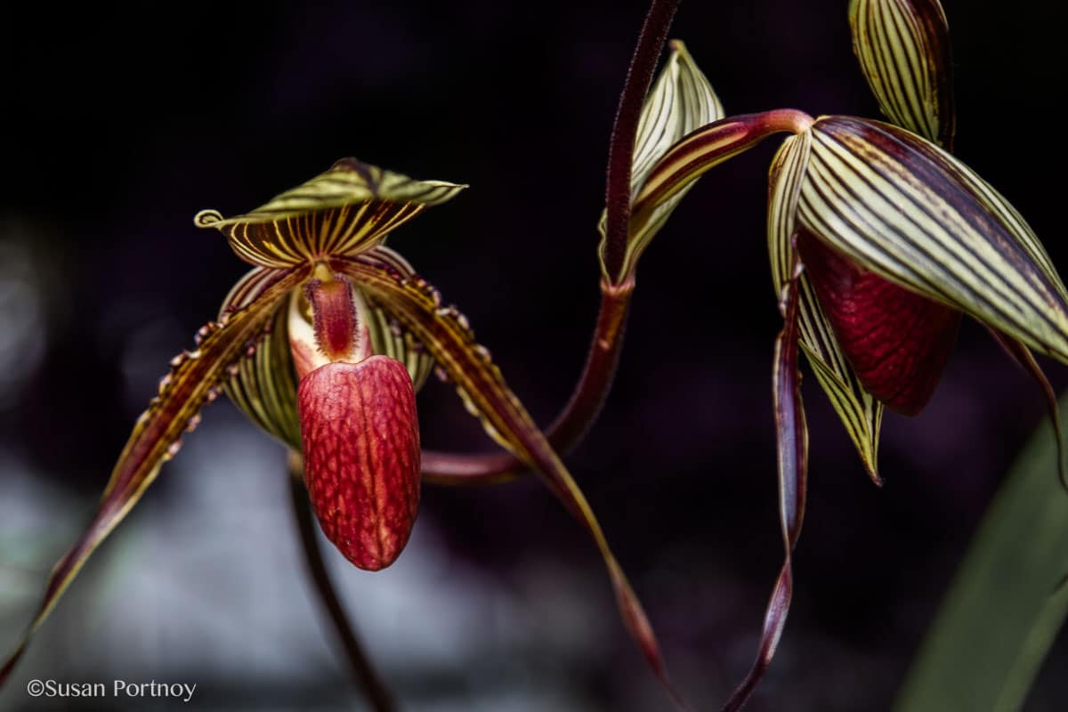 Paphiopedilum (slipper orchid) NY Botanical Garden Orchid Show: Thailand