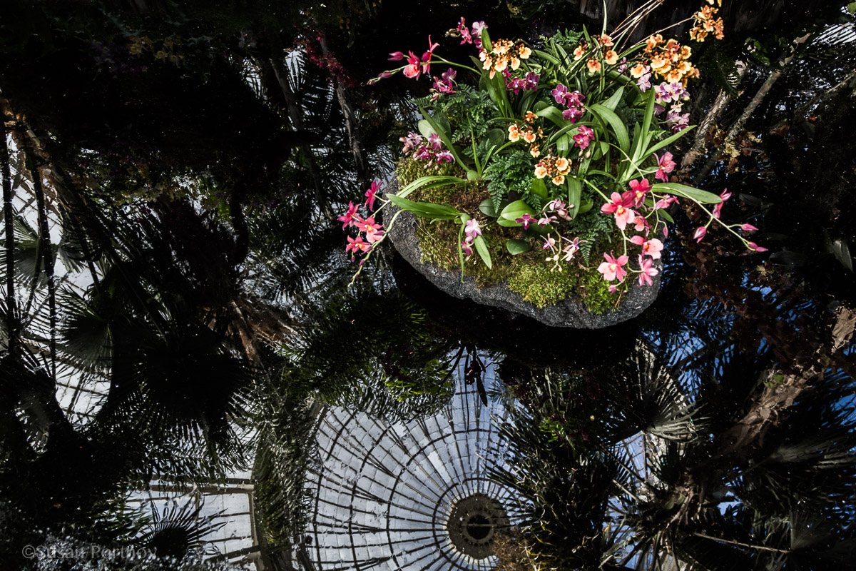 Orchids and a reflection of the NY botanical Garden Conservatory