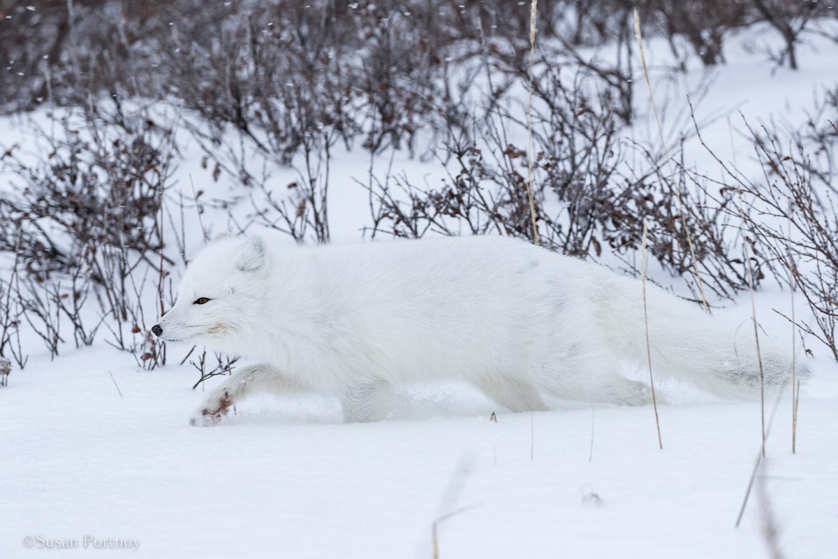 Arctic Fox | Canada’s Walking Polar Bear Photo Safari -Seal River Heritage Lodge-Manitoba-036004