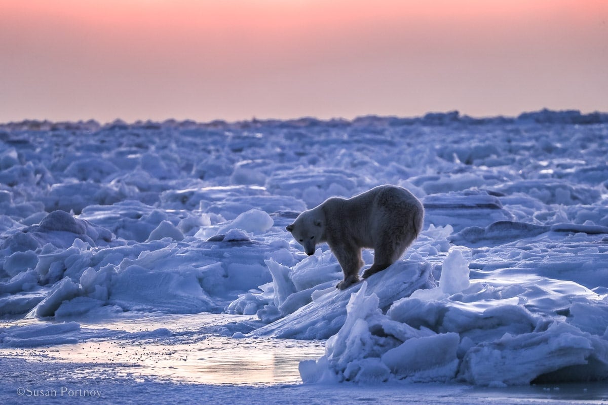 Polar bear at sunrise | Canada’s Walking Polar Bear Photo Safari -Seal River Heritage Lodge-Manitoba-006205