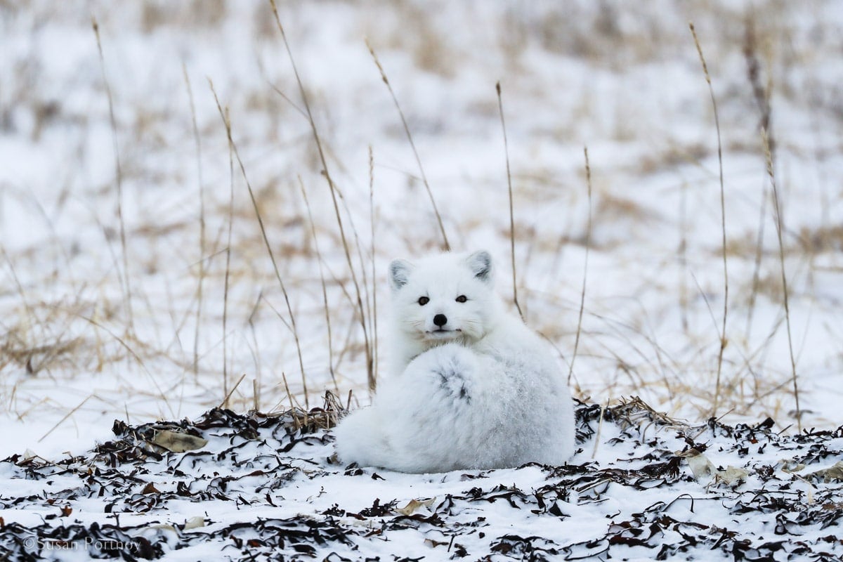 Arctic Fox |Canada’s Walking Polar Bear Photo Safari -Seal River Heritage Lodge-Manitoba-054915
