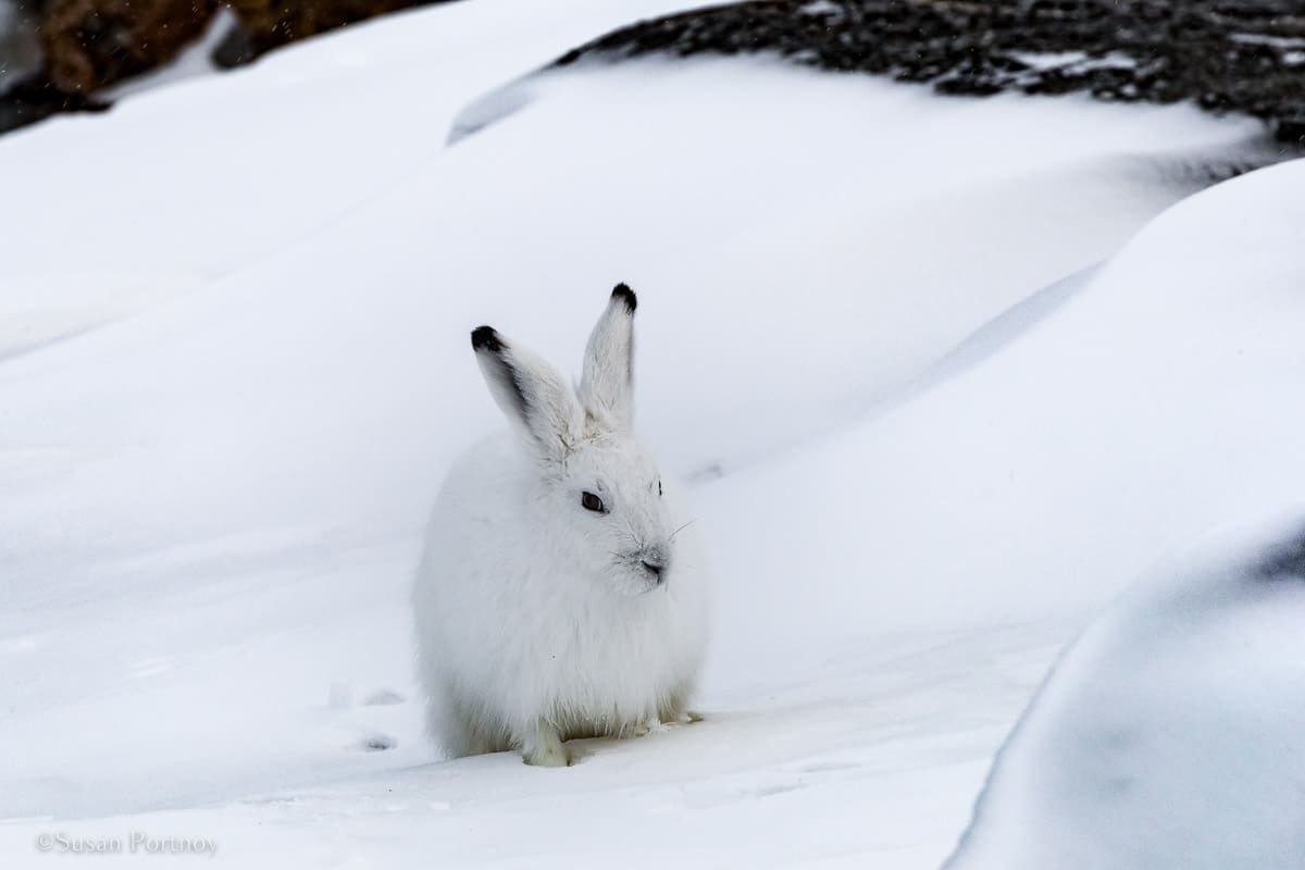 Arctic Hare | Canada’s Walking Polar Bear Photo Safari -Seal River Heritage Lodge-Manitoba -083206