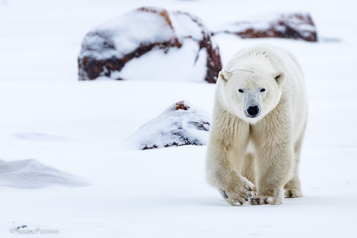 Polar bear walking・Niels.Nielsen・３０cm Polar Bear Walking - The 4 Kids
