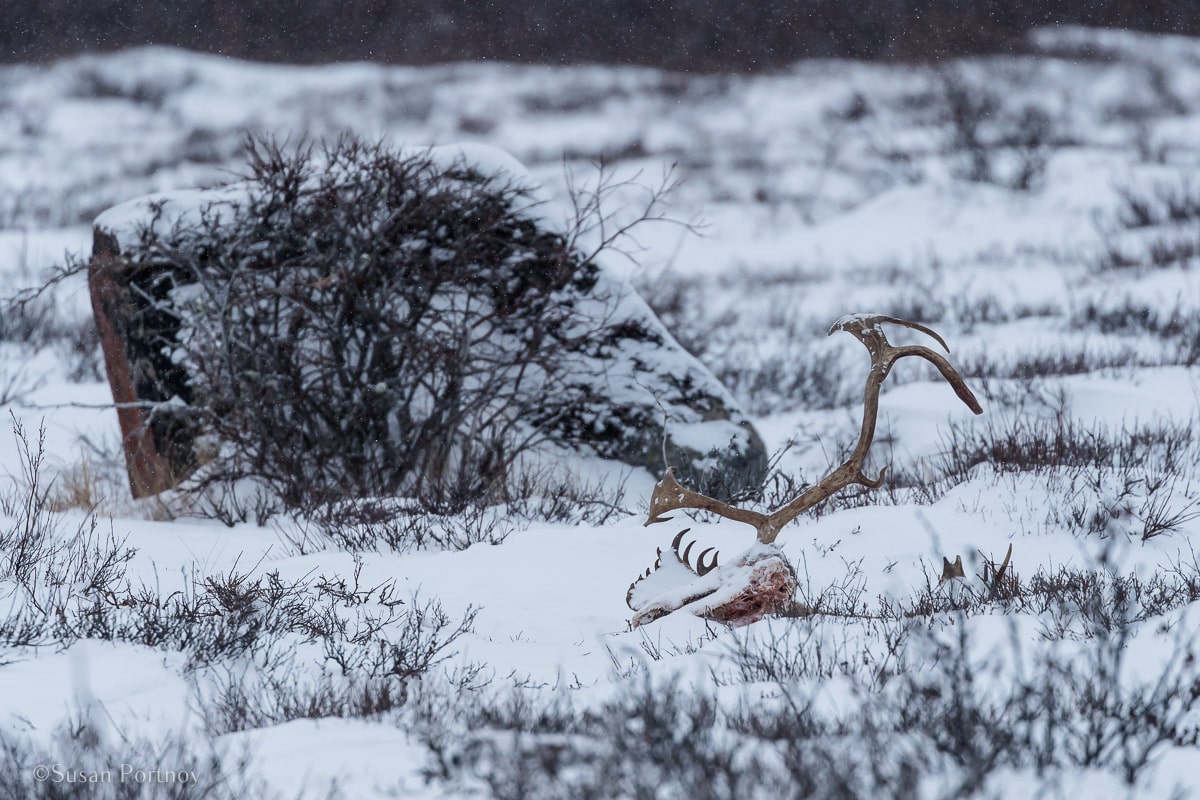Caribou antlers | Canada’s Walking Polar Bear Photo Safari -Seal River Heritage Lodge-Manitoba -103936