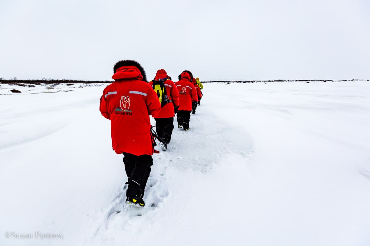 Walking in single file in snow in Manitobe - Canada’s Walking Polar Bear Photo Safari -Seal River Heritage Lodge-Manitoba -8442