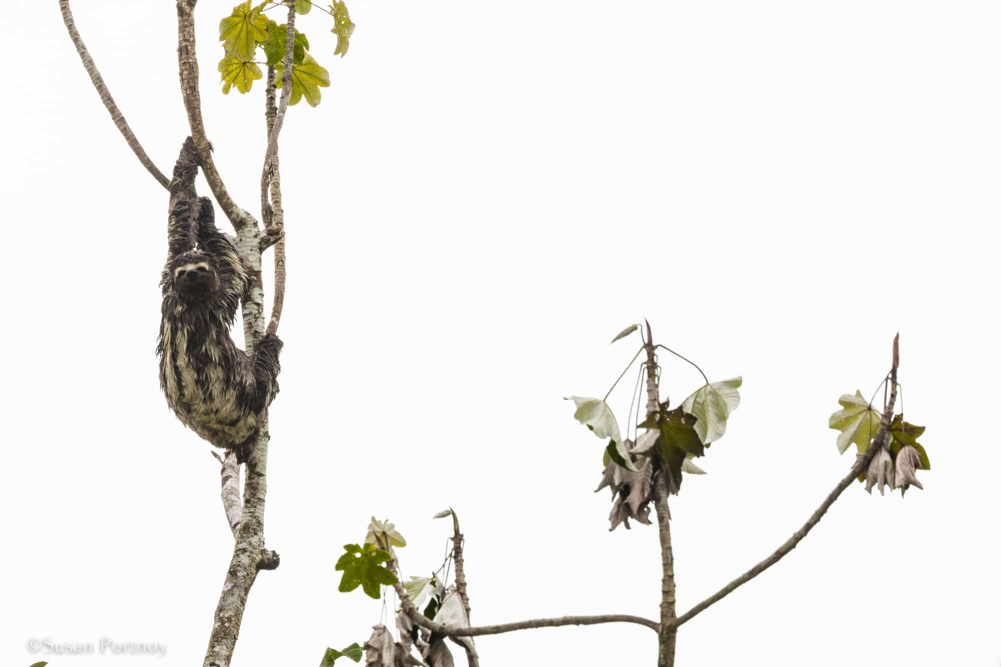 sloth in a tree | 6 Things to love about a luxury River Cruise on the Amazon -0050