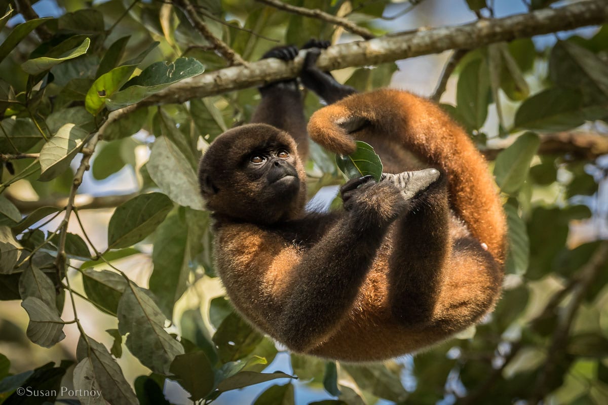 Tips for Photographing Amazon Rainforest Animals