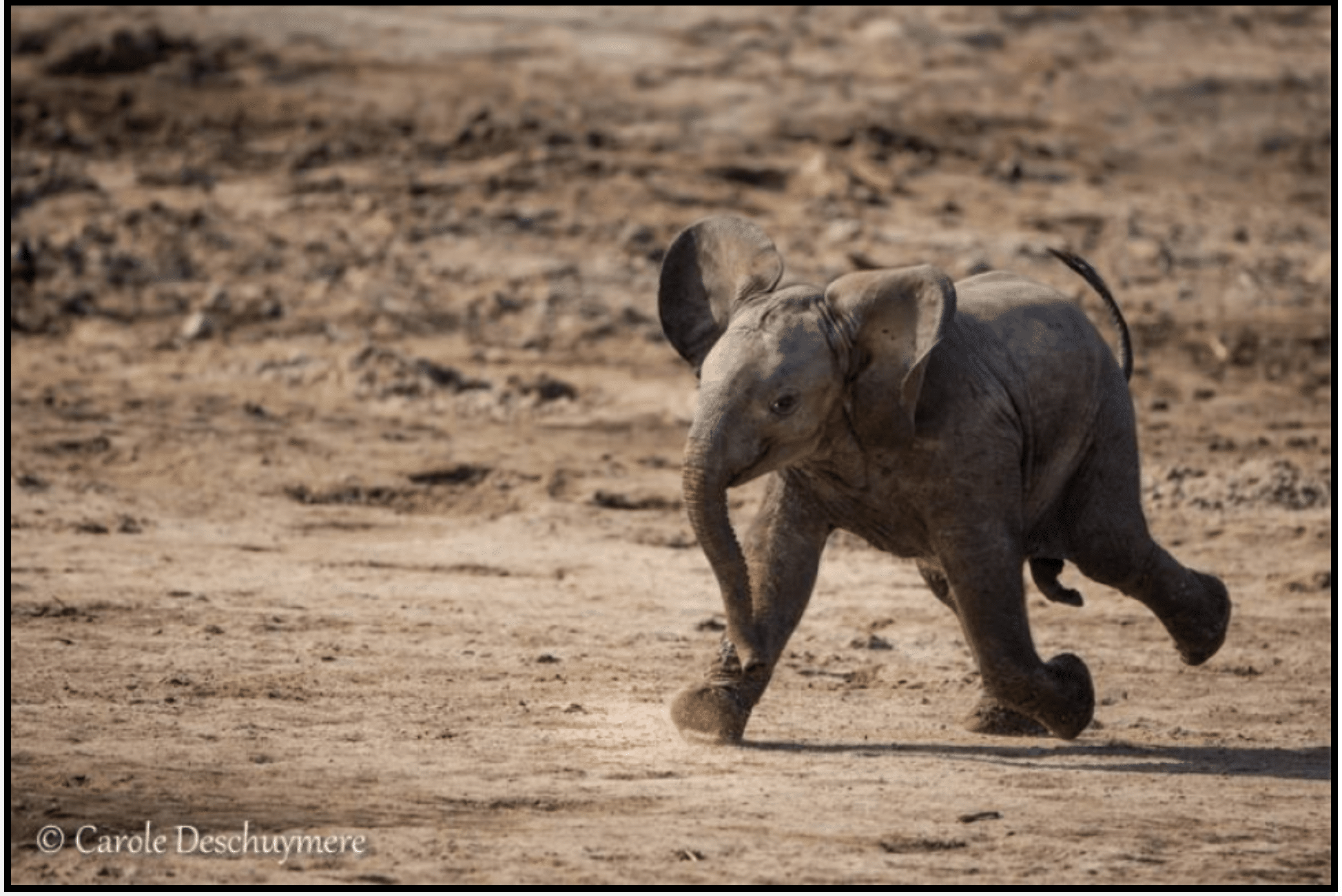 Photo: Carole Deshuymere