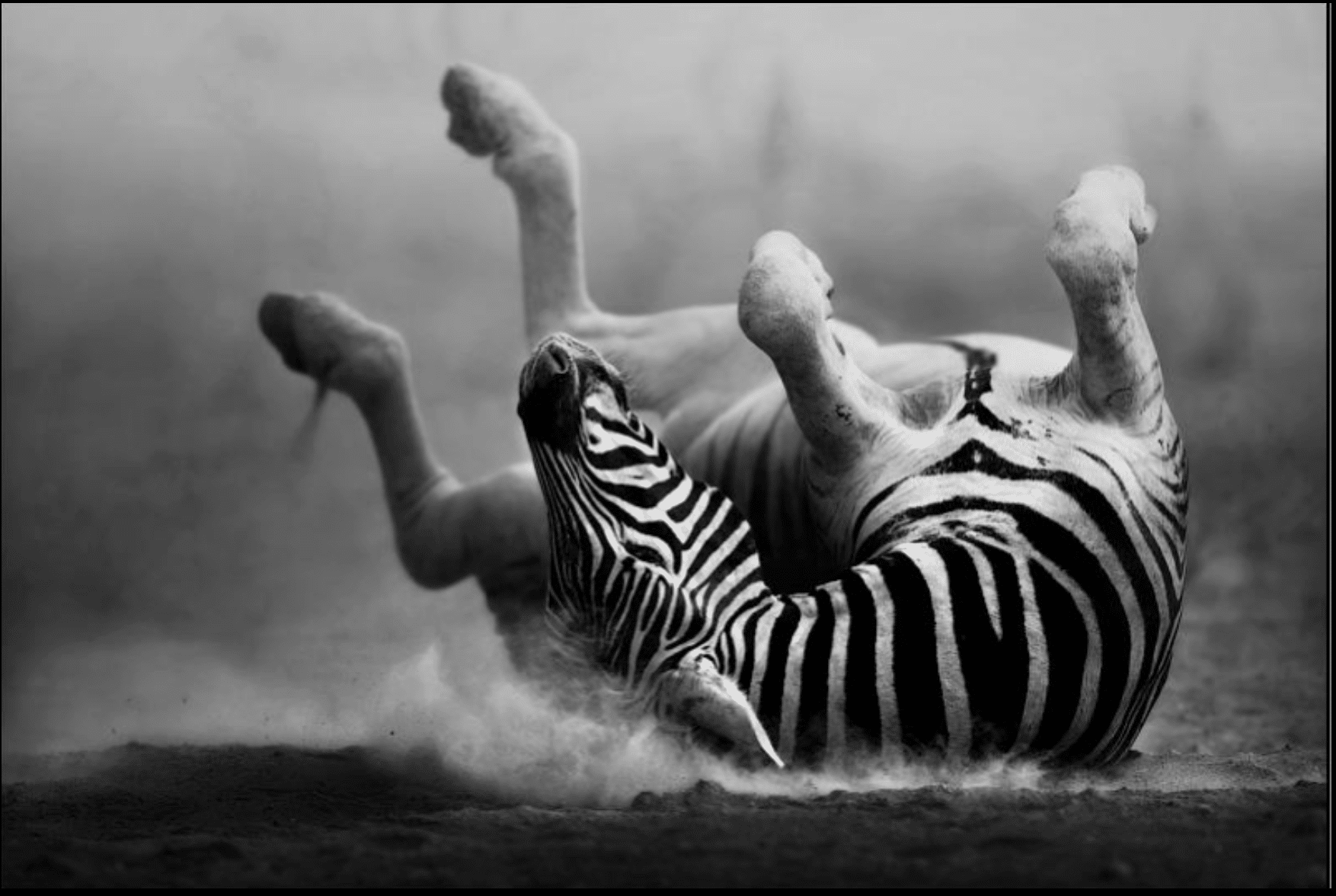 Photo: Johan Swanepohl